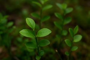 Bilberry Leaf benefits