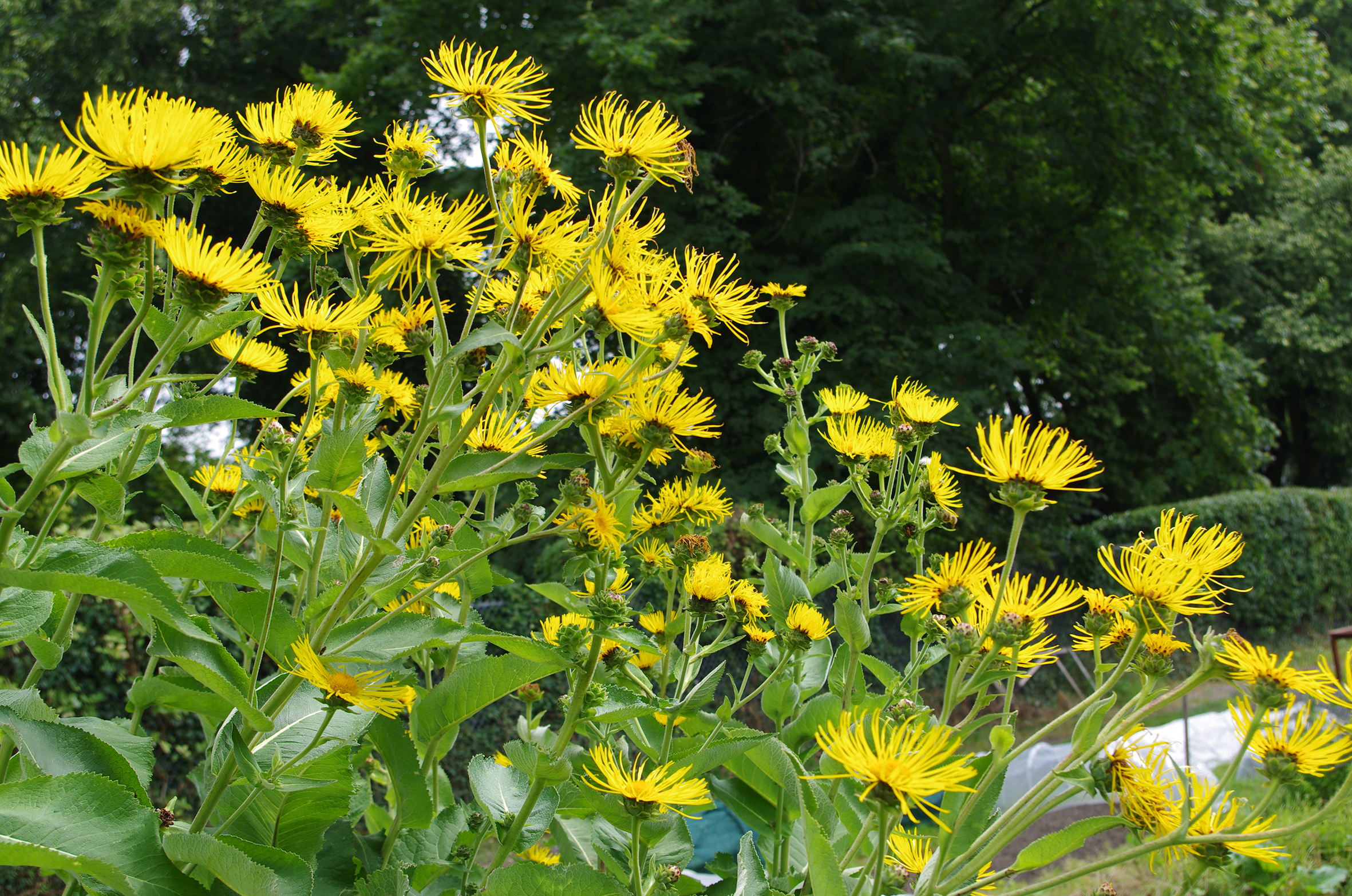 elecampane