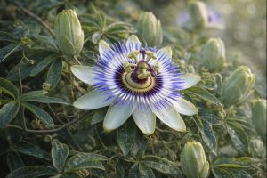 Blue passion flower