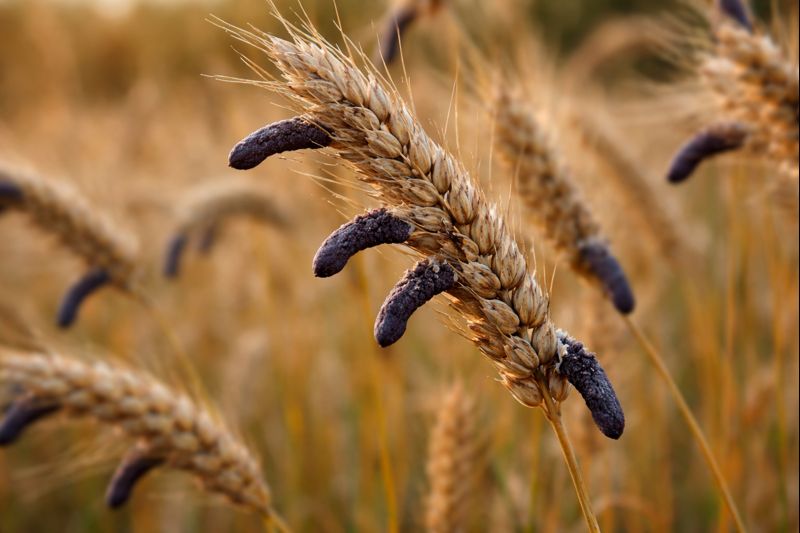 Ergot