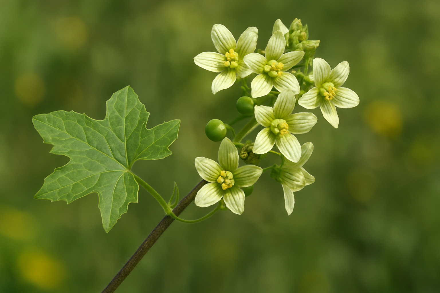 byronia herb
