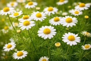 Chamomile, Roman