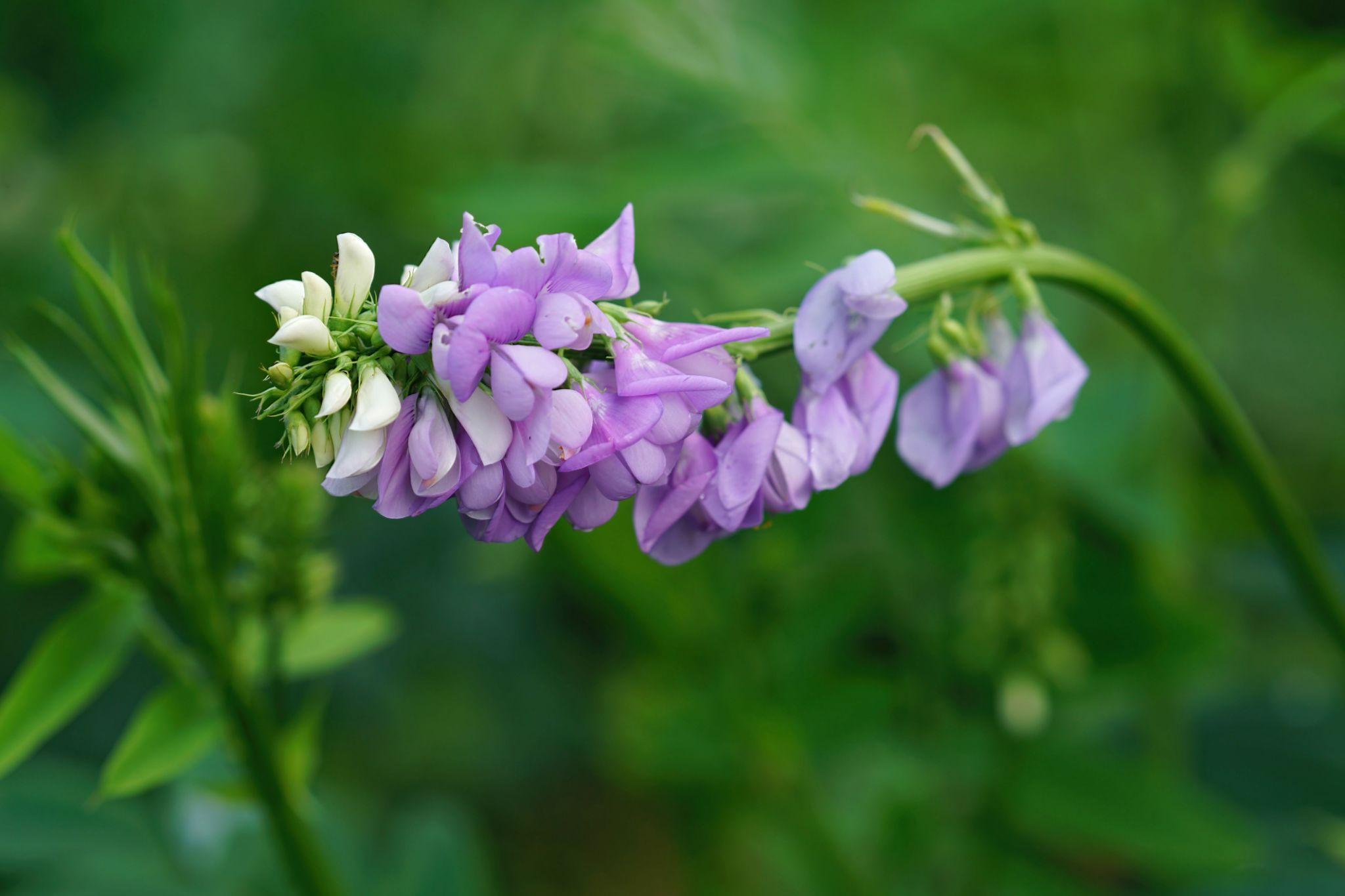 Goats Rue